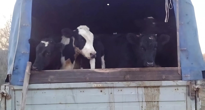 В Башкирии предупреждают о риске зараженного мяса от недобросовестных продавцов