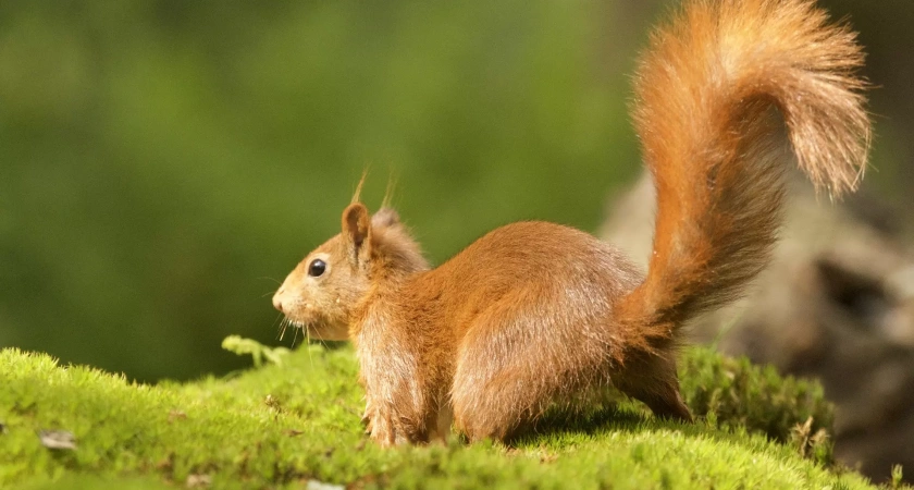 В Уфе спасли бельчонка, едва не погибшего под колесами автомобиля