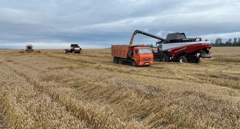Регион собрал 3 миллиона тонн зерна, несмотря на дождливое лето
