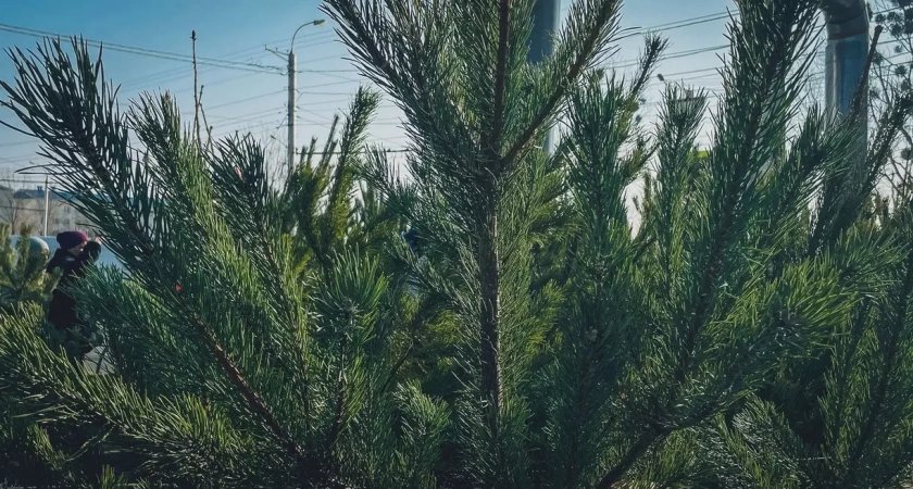 В уфимском сквере "Зимний лес" высадили 13 елей