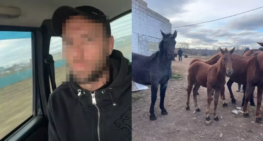 В Башкирии иностранец украл пять лошадей у фермеров