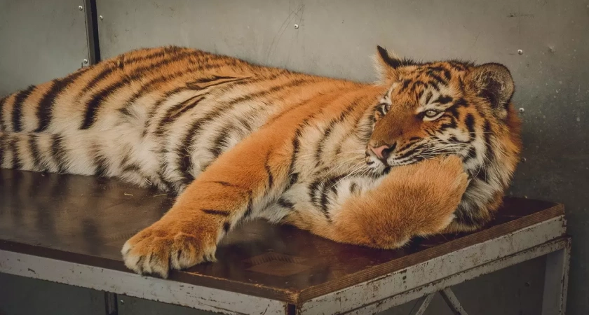 В Уфе обсудят размещение зверинца в парке и высотную застройку в Сипайлово