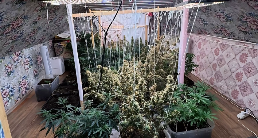 В Уфе мужчина вырастил на чердаке дачи коноплю на 2,3 кг