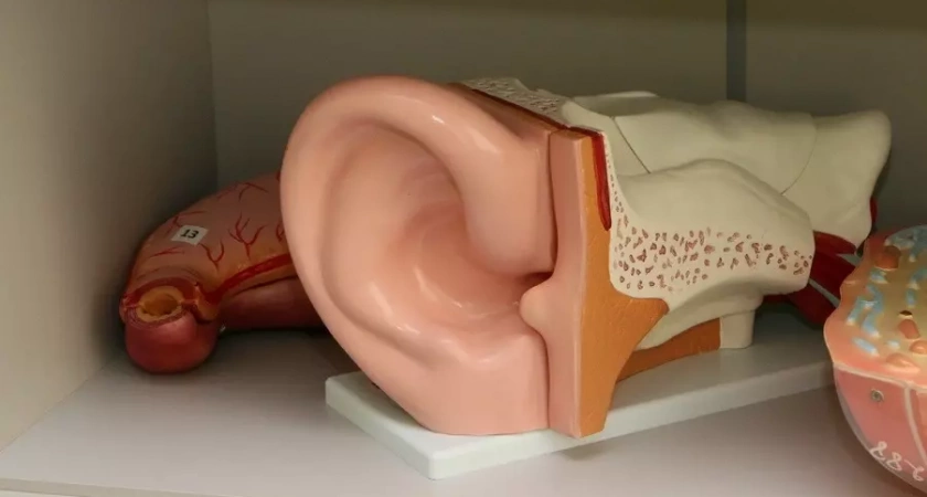 Четыре причины заложенности ушей и способы их устранения