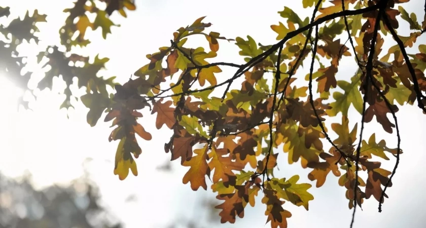 В выходные в Башкирию придет потепление с дождями