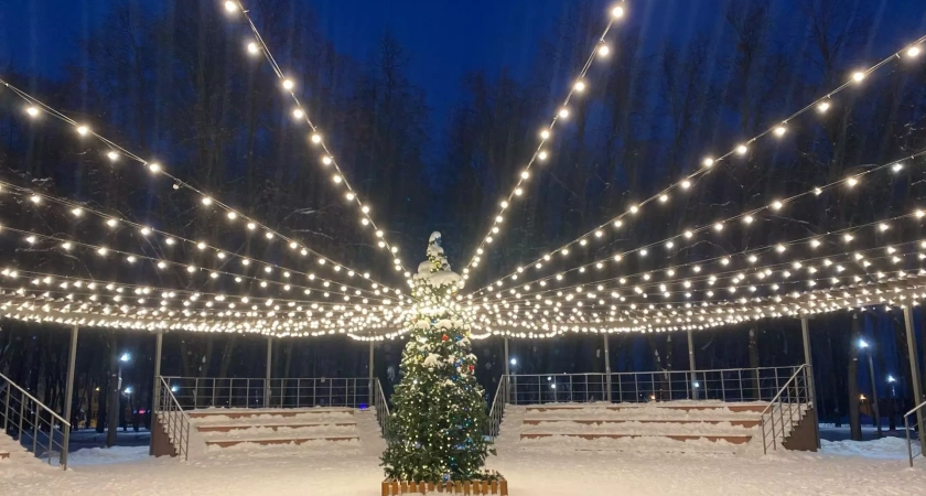 В парк "Волна" везут 20-метровую живую ель для новогоднего украшения