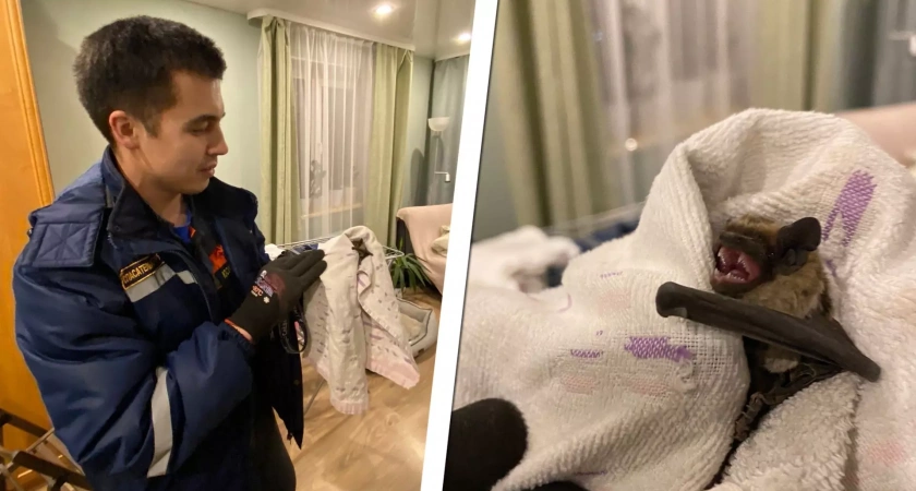 Летучая мышь поселилась в шкафу уфимской квартиры