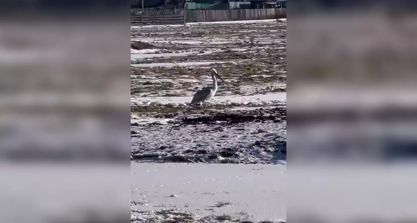 В башкирском селе заметили одинокого пеликана