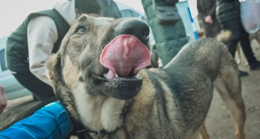 В Башкирии потратят 80 миллионов рублей на отлов бродячих собак