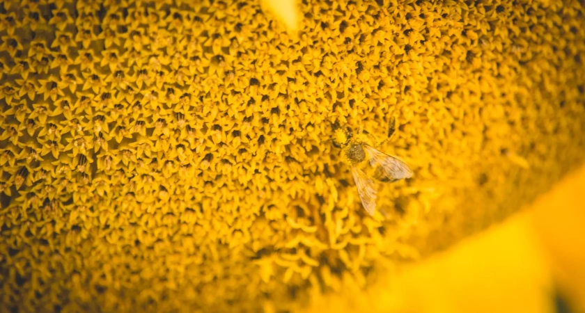 Роскачество не нашло башкирский мёд в крупных торговых сетях России