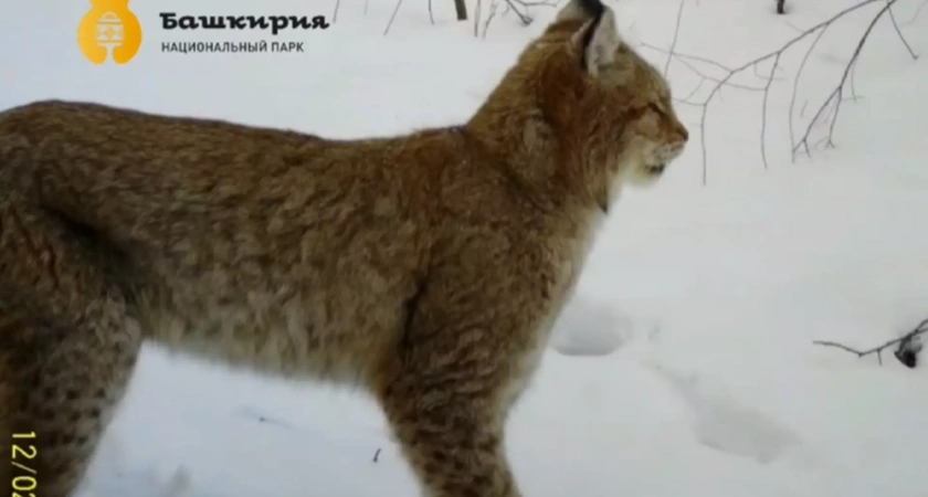 В Башкирии впервые сняли на видео семью рысей с котятами