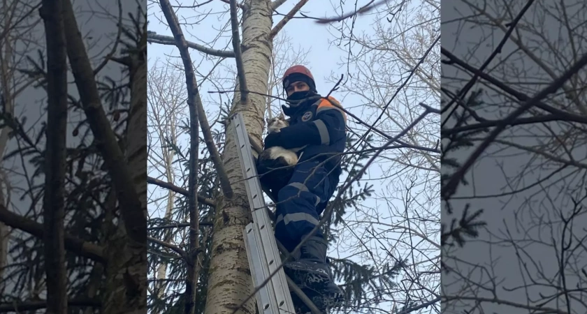 В селе Лебяжий спасатели сняли с дерева застрявшую кошку