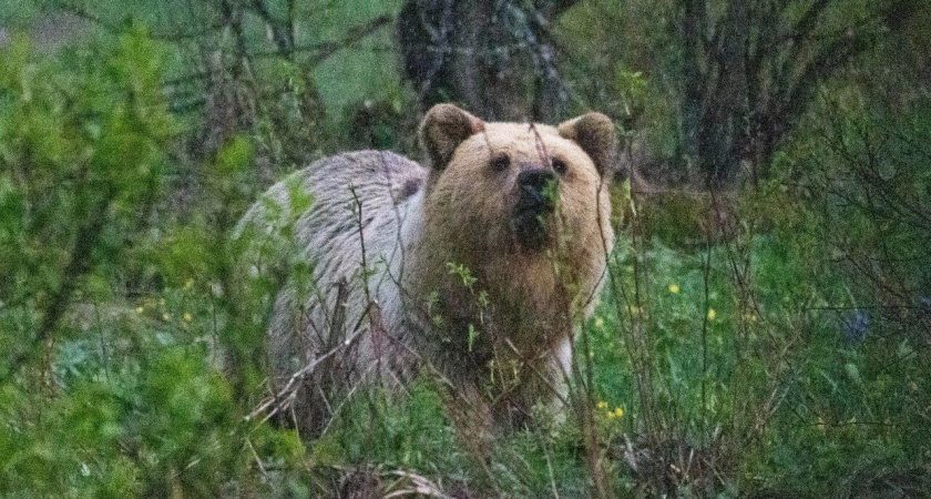 Сотрудники нацпарка "Башкирия" встретили медведицу с медвежатами в 30 метрах