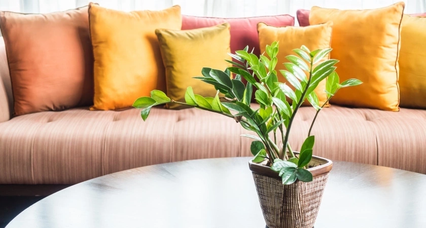 4 таблетки преобразят замиокулькас: множество новых побегов появится уже в июне