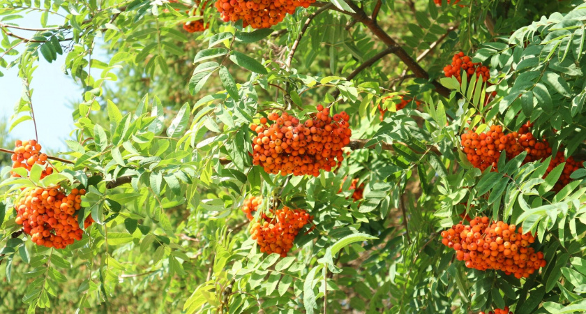 Башкирию ждет теплая погода без осадков в понедельник