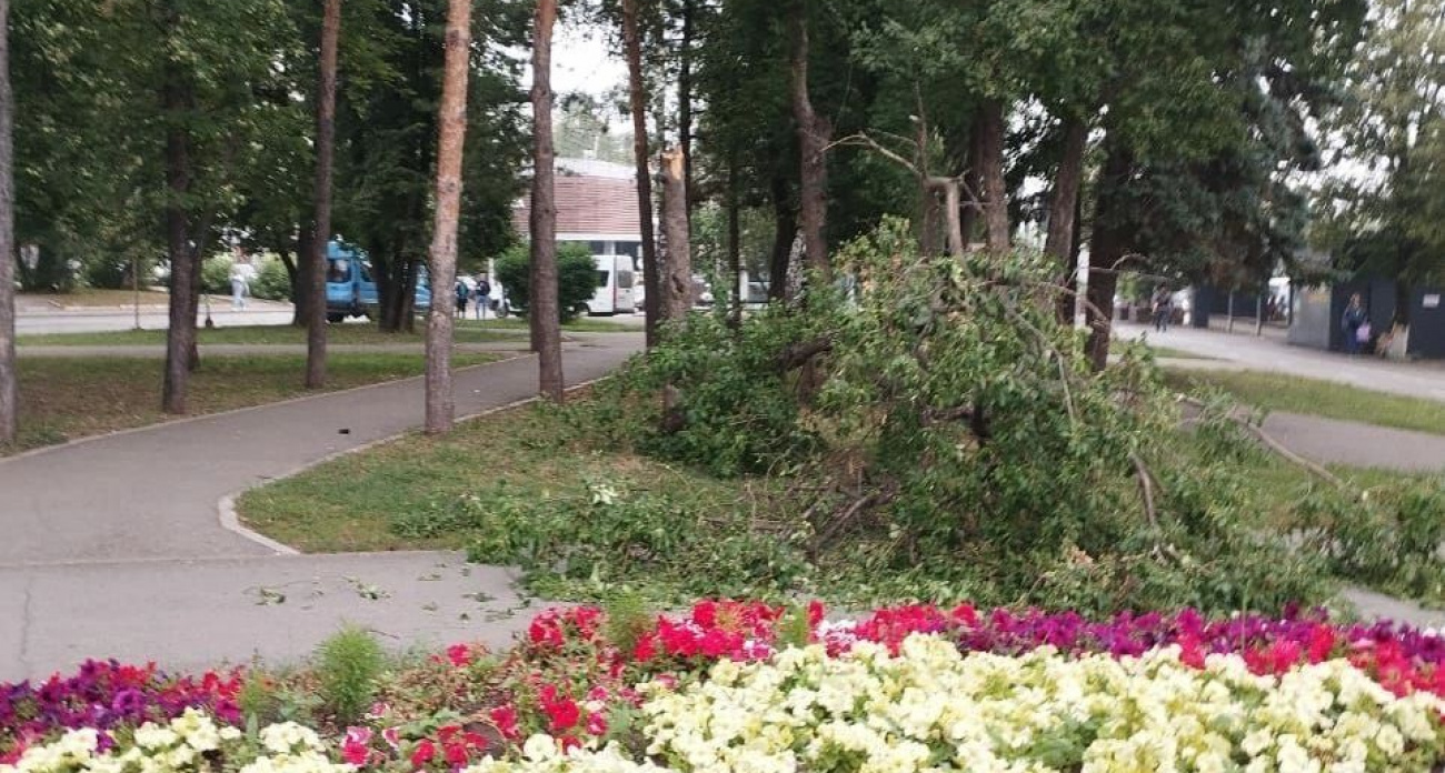 Упавшее дерево травмировало женщину на проспекте Октября в Уфе