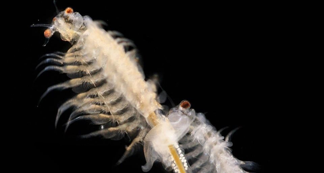 Отдыхающие переносят рачков между солеными озерами в Соль-Илецке