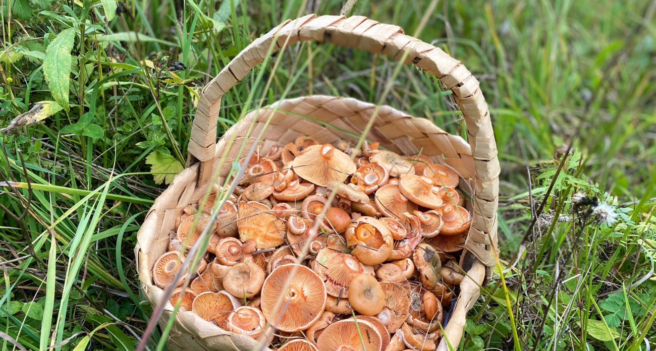 Родственник рыжика - плотный, сладкий и мясистый: собиратели его игнорируют, а напрасно