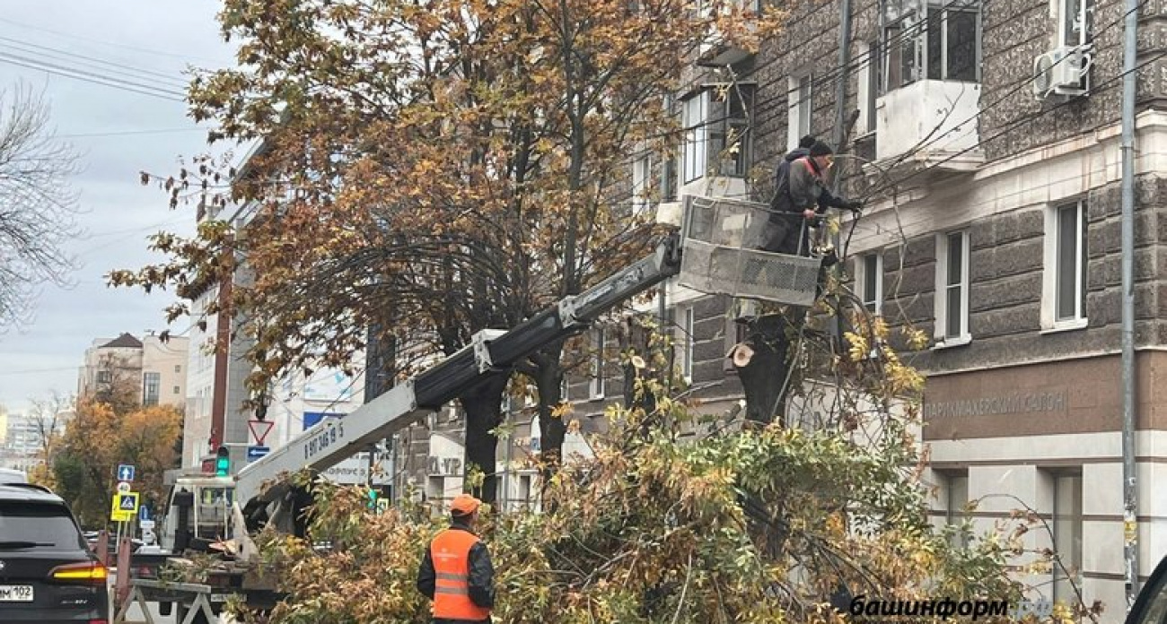 Мэрия Уфы объяснила массовую вырубку деревьев на Кирова и Достоевского: посадят 60 новых
