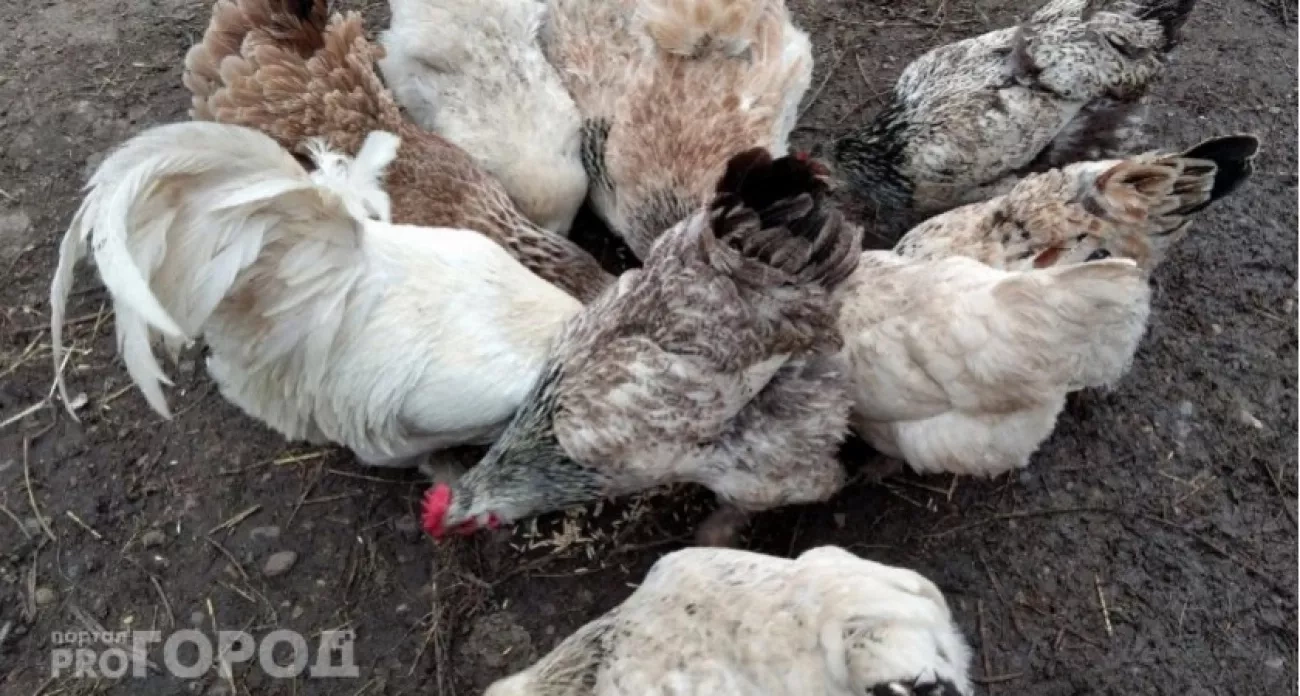 Разместите это в углу курятника - и несушки завалят яйцами даже зимой