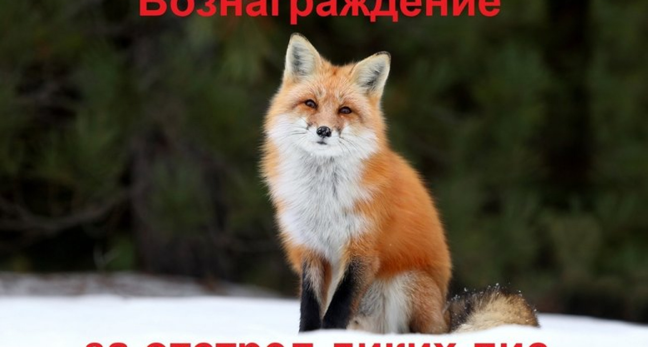 В Башкирии назначили награду 1000 рублей за каждую убитую лису из-за угрозы бешенства