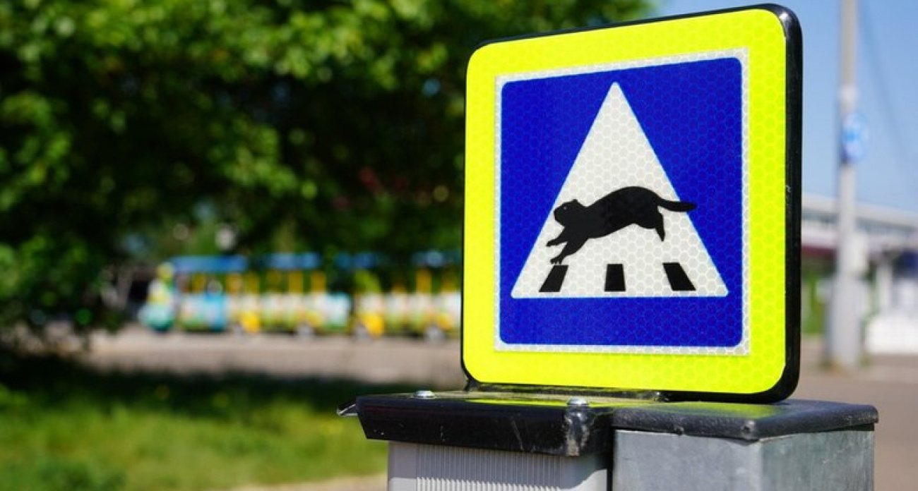 Скот на дорогах Башкирии: владельцам грозят штрафы за ночные ДТП с животными