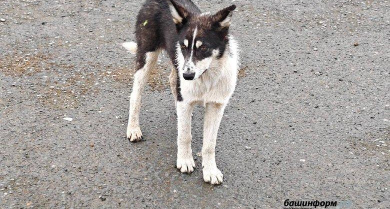 Калининский район Уфы год лидирует по жалобам на бродячих собак: мэр устроил разнос