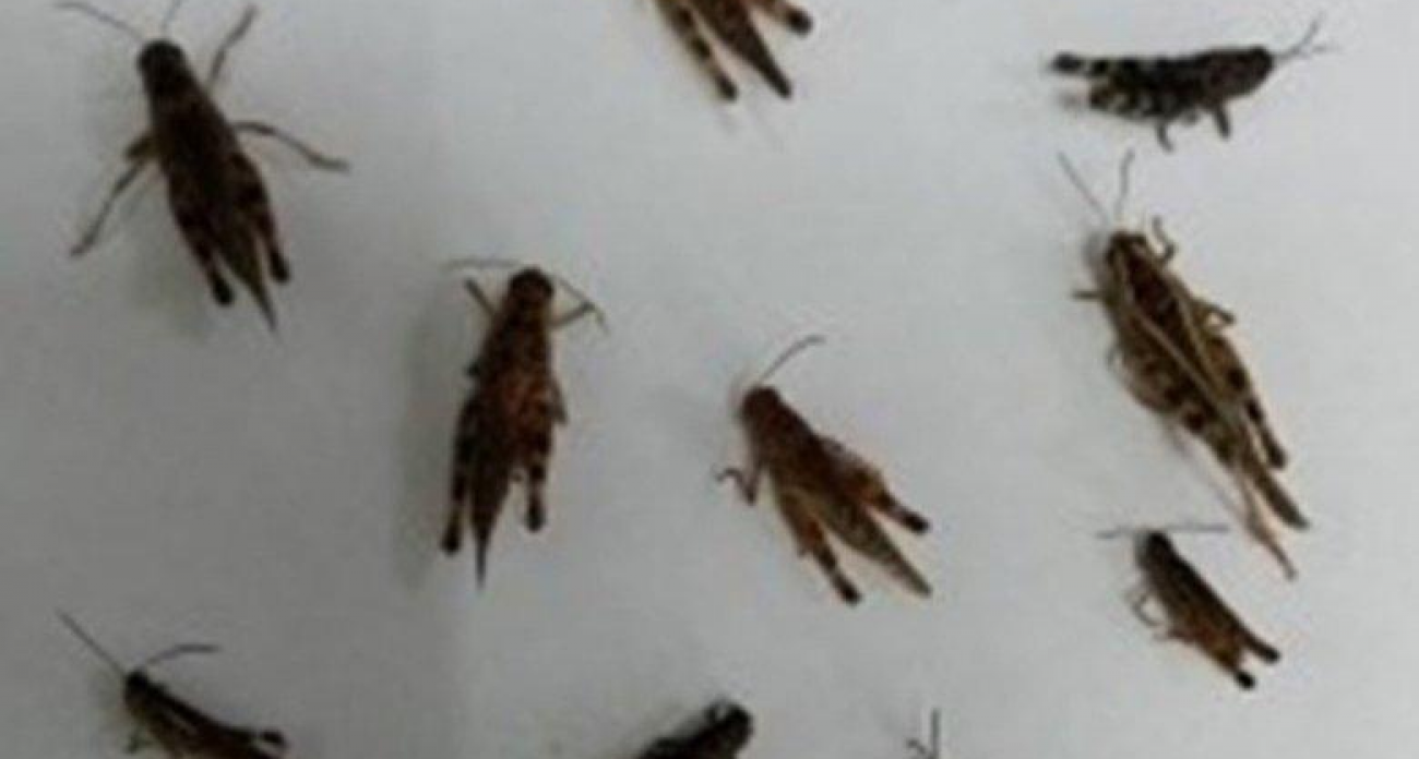 В Башкирии нашли по две кубышки саранчи на квадратный метр: угроза нашествия в 2025-м