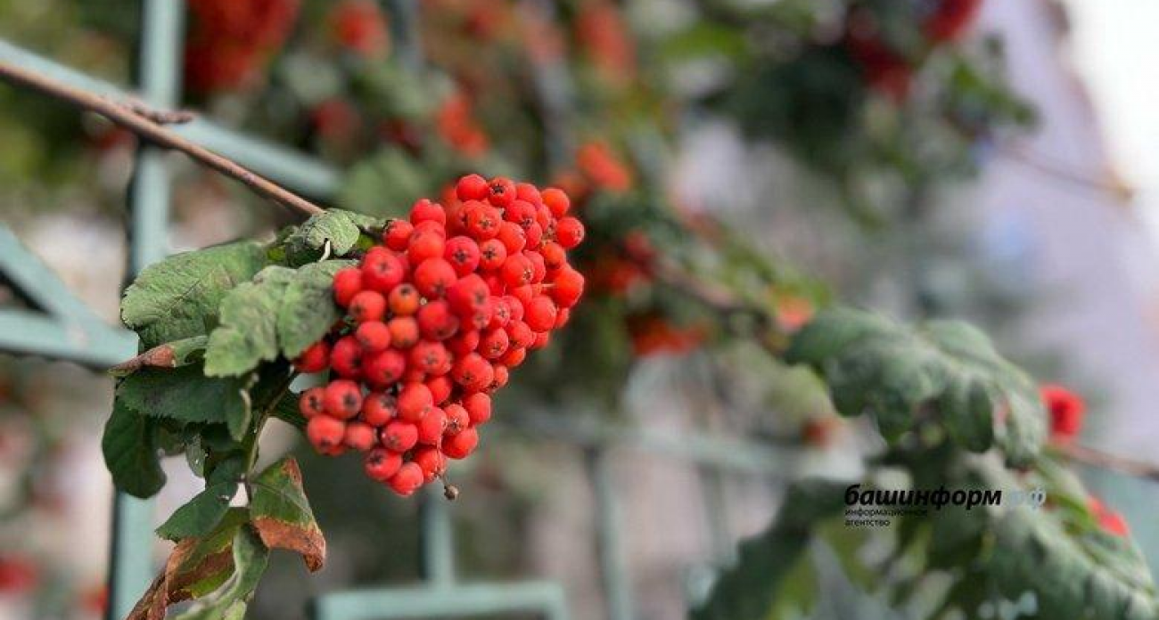 Видимость 500 метров и гололед: Башкирию накроет опасное утро 11 ноября