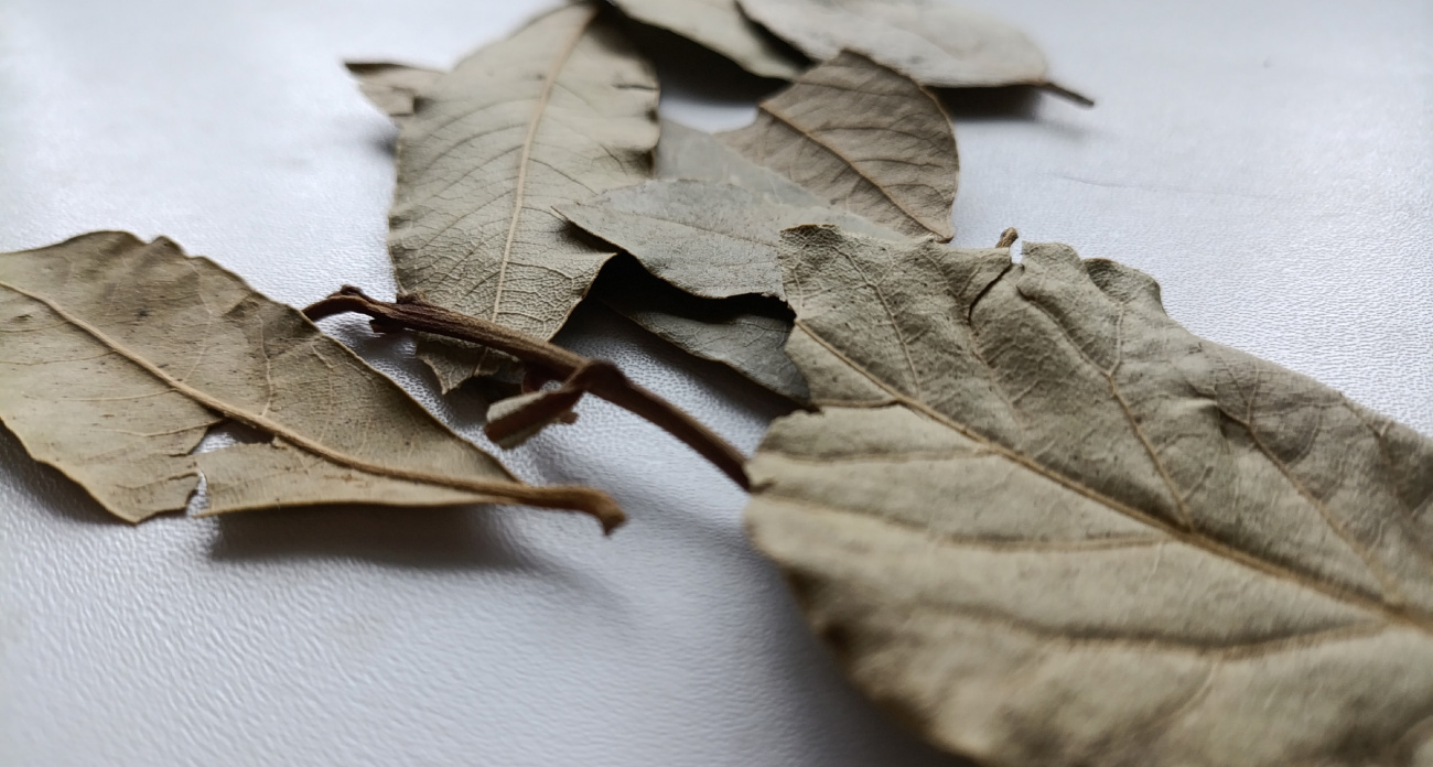 Когда начинаются холода, кладу лавровый лист на радиатор — эффект проявляется в первые же часы, и вот почему это работает