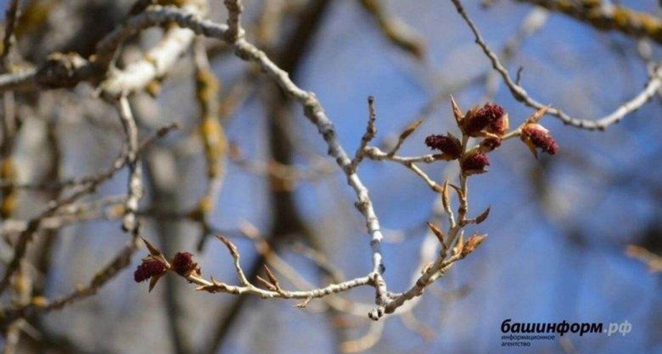 Ночные морозы до −12°: Башкирию накроют гололед и туман