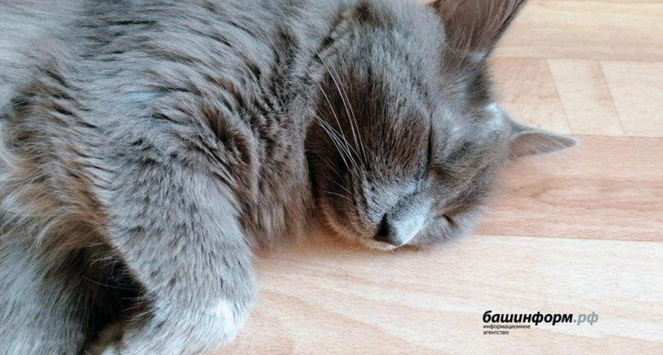 Роспотребнадзор Башкирии: спать после 23:00 опасно, а в спальне должно быть 19 градусов