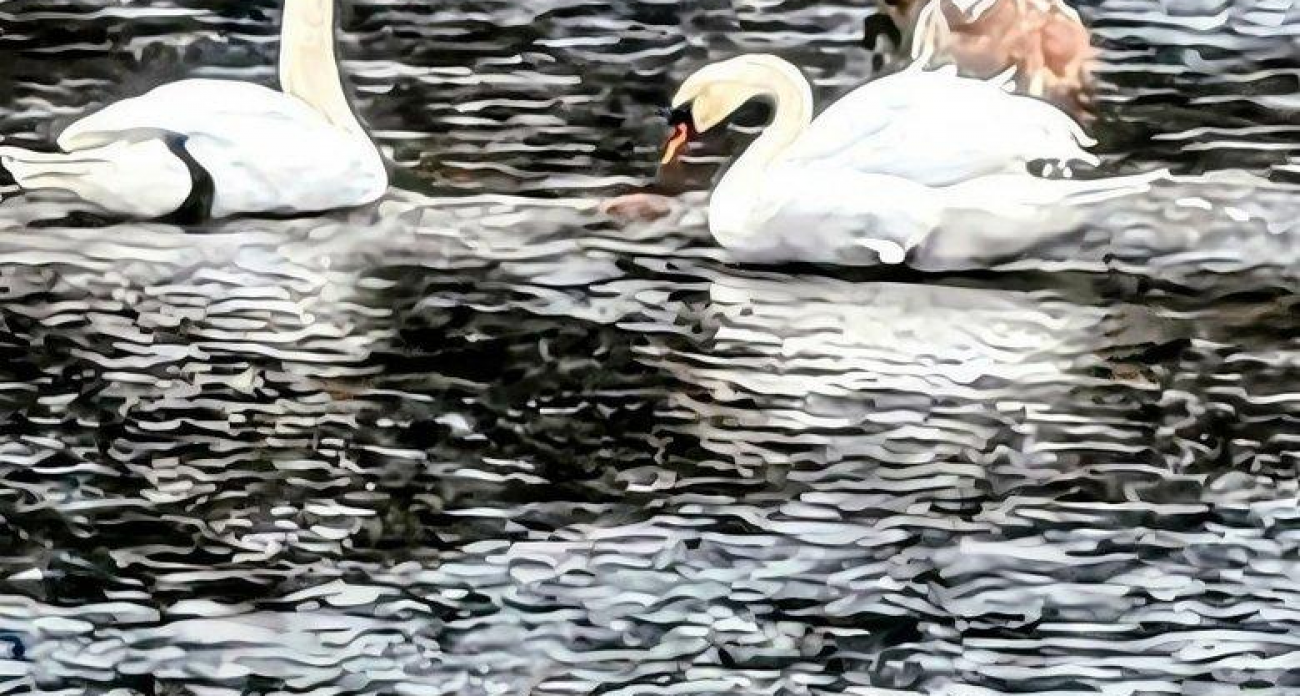 Лебеди остаются зимовать в Башкирии: жировая смазка перьев спасает от морозов