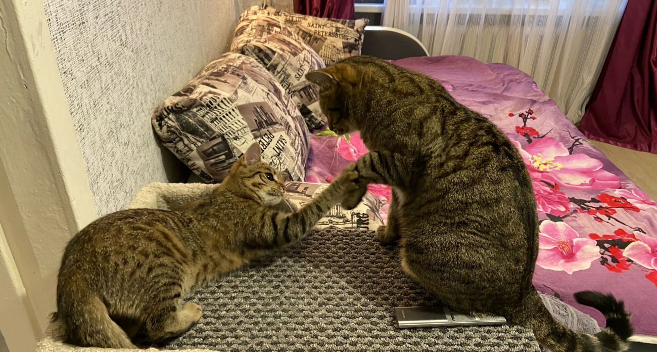 Почему кошка привязывается к одному члену семьи - психология домашнего питомца, которую должен понимать каждый хозяин