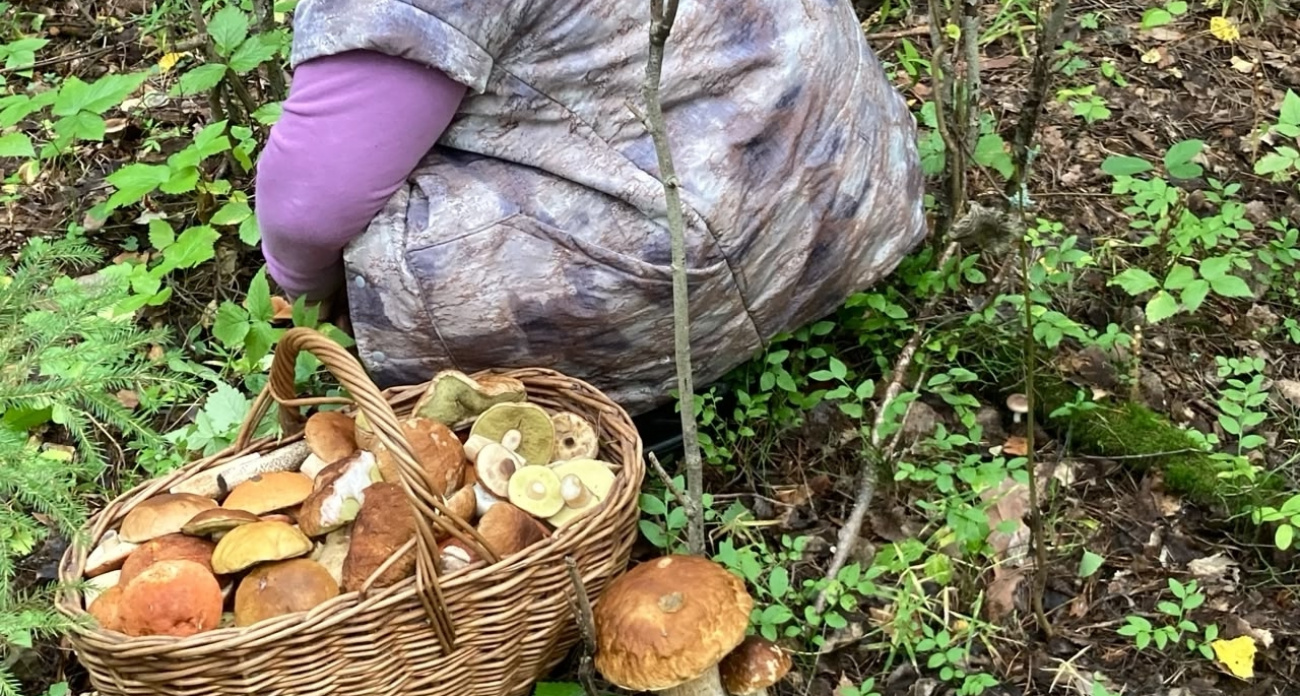 В наших лесах растёт гриб, за который французы готовы платить целое состояние