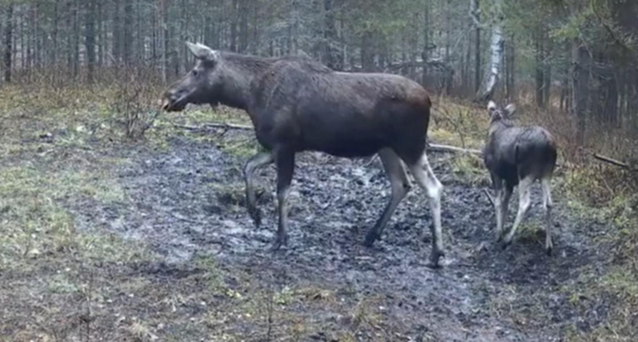 Фотоловушка поймала лосиху с малышом на минеральной кормушке в Башкирии