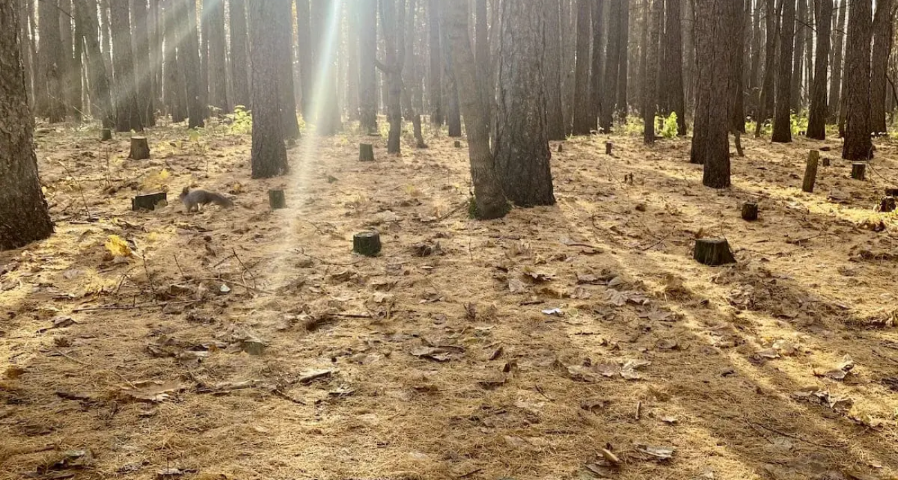 Непейцевский дендропарк на 60% готов: в Уфе монтируют подсветку и дорожки