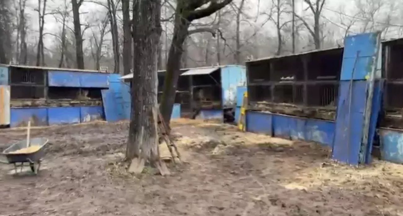 15 львов, 3 тигра и леопард живут в антисанитарии: прокуратура проверила зоопарк «Саванна» в Уфе