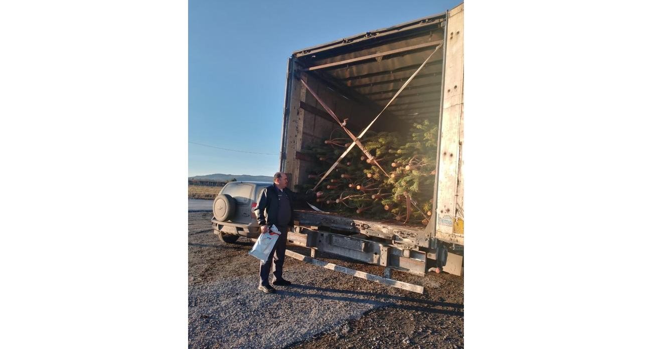 18,6 тысячи ёлок из Башкирии прошли карантинный контроль и уехали на экспорт