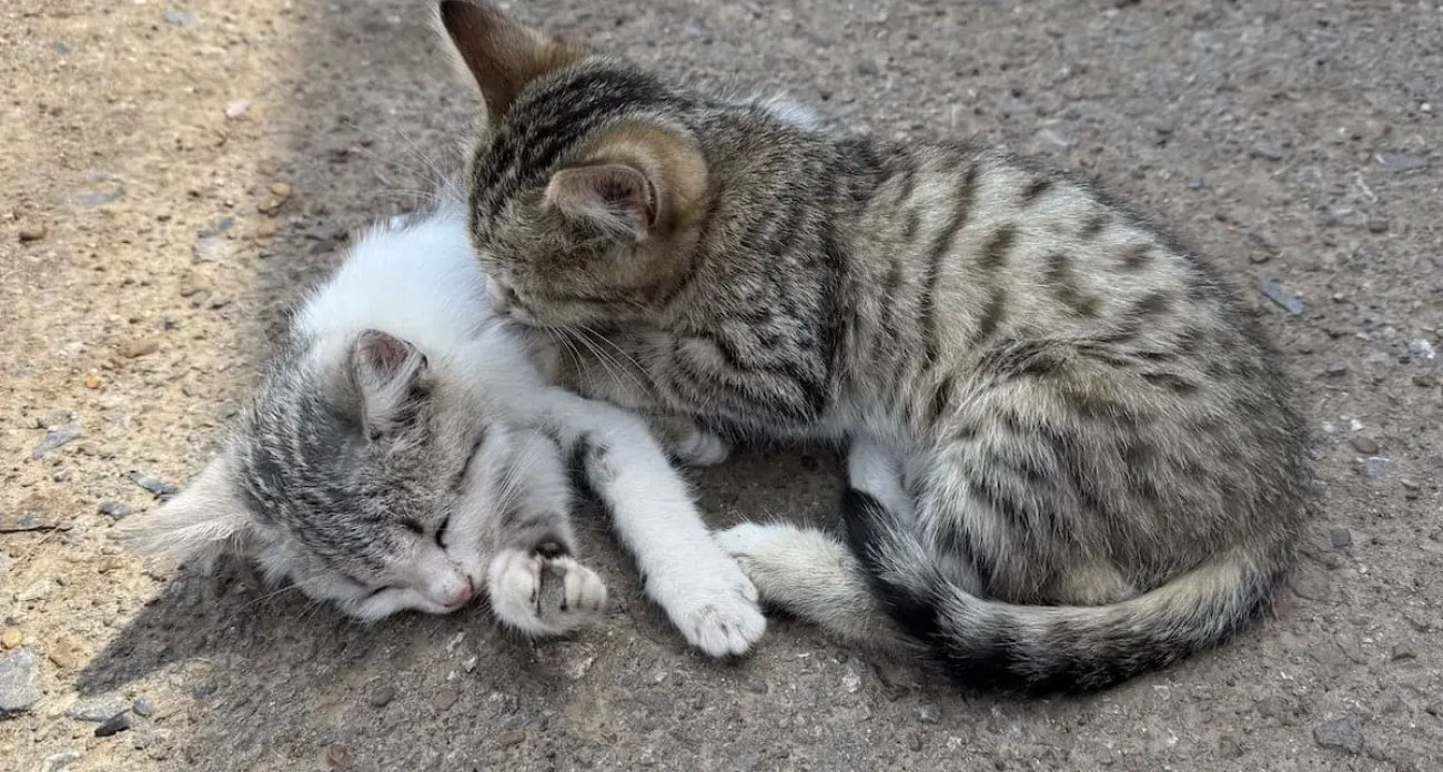 Видео с котиками снижают кортизол и выбрасывают окситоцин: психолог раскрыла механизм борьбы со стрессом