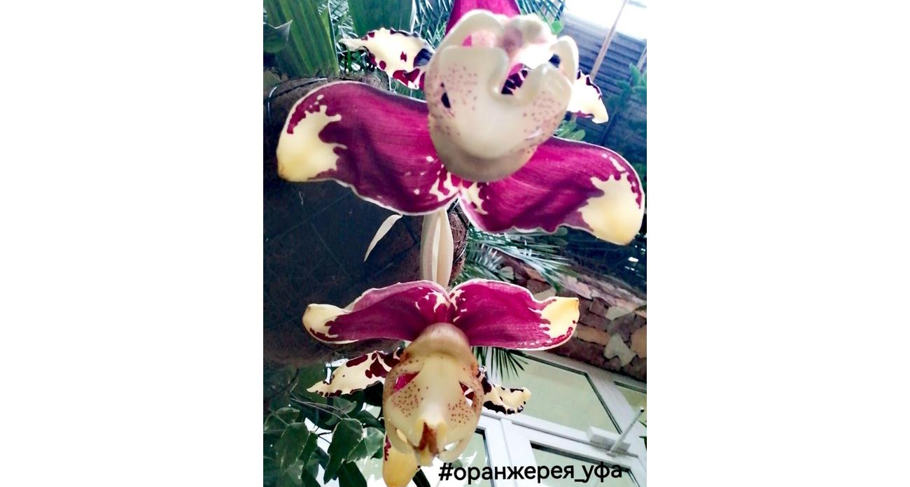 В Уфе зацвела редкая орхидея из джунглей: цветки 17 см живут всего три дня