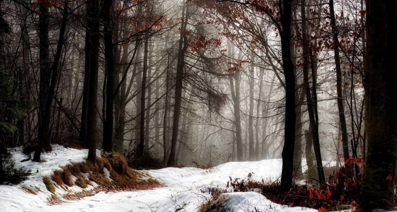 270 человек пропали в лесах Башкирии за год: женщину из Шаранского района нашли живой