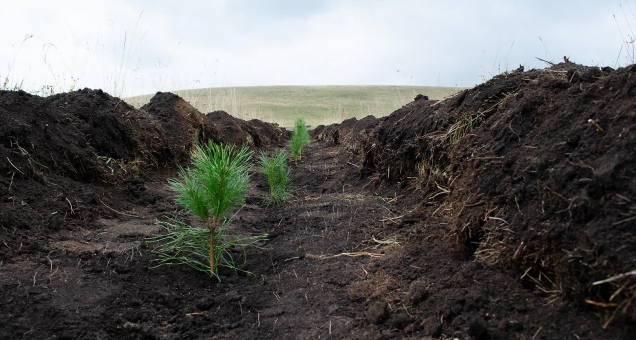 «Россети» и «Газпром» восстанавливают леса Башкирии за вырубки в шести других регионах