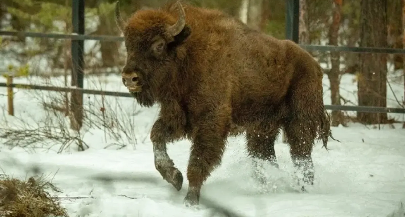 Белорусские зубры прижились в Башкирии: стадо выросло до 23 особей, ждут еще 9