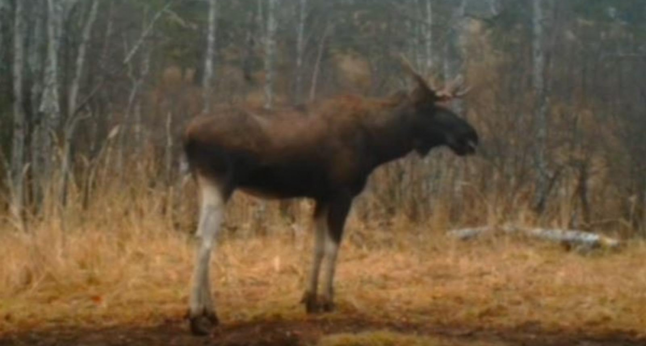 Бесснежная зима: медведи не спят, зайцы светлеют на смерть