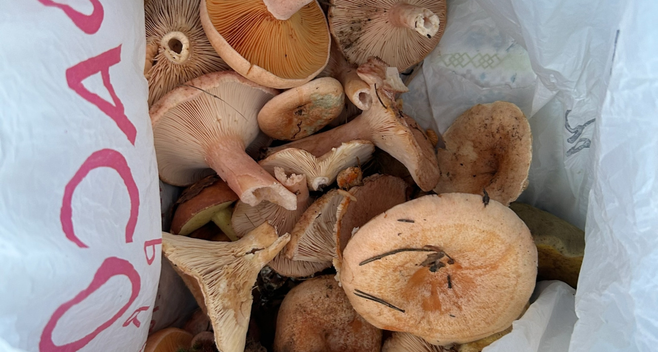 Червивые грибы после варки и замачивания - безопасны ли они, разбирался специалист с учёной степенью