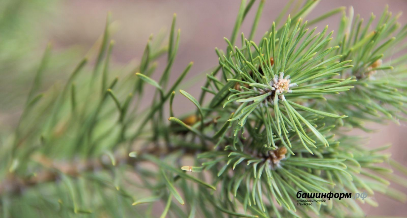 Башкирия построит мега-теплицу на 1,2 млн сеянцев за 58 млн рублей