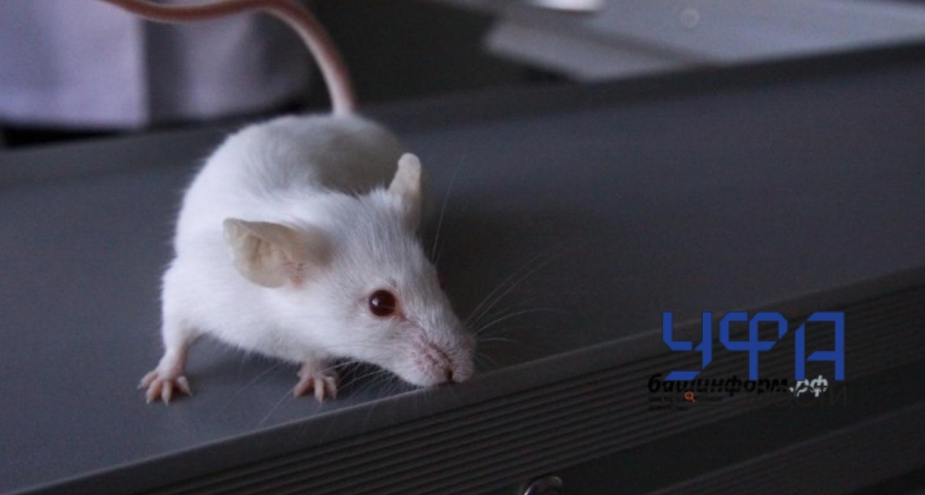 Шум в стенах и испорченные продукты: эксперт назвал главную ошибку в борьбе с мышами