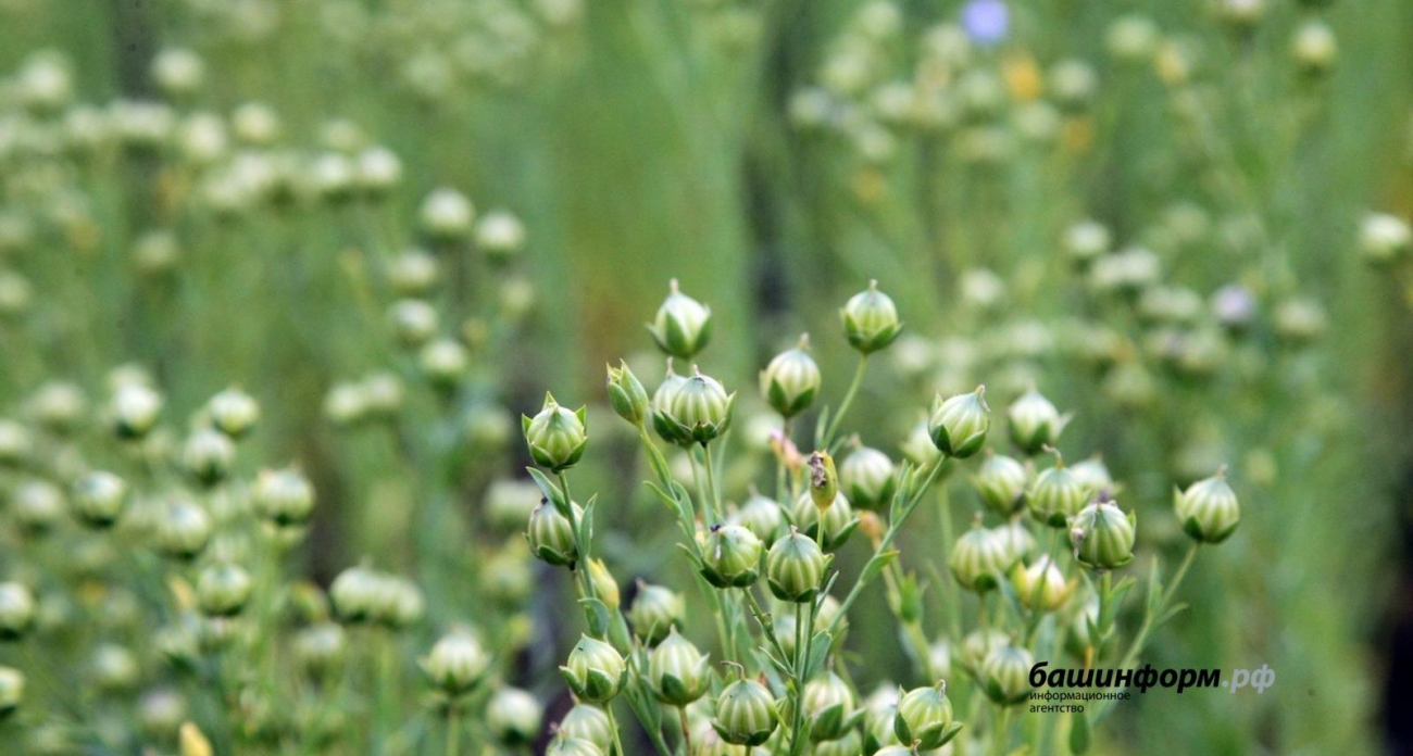 1589 тонн башкирского льна за два дня: китайцы скупают урожай Стерлитамака