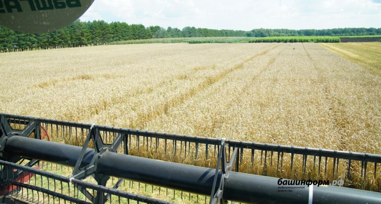 Башкирское зерно покорило 18 стран: 200 тысяч тонн в мировой тариф